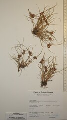 Cyperus diandrus