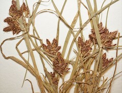 Cyperus diandrus