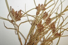 Cyperus diandrus
