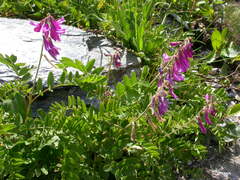 Hedysarum hedysaroides hedysaroides