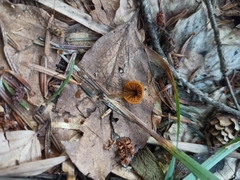 Mycena aurantiomarginata