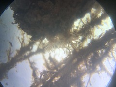 Anthozoa