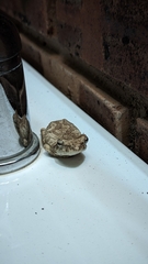 Chiromantis xerampelina