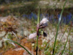 Eriophorum angustifolium