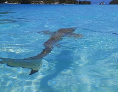 Carcharhinus melanopterus