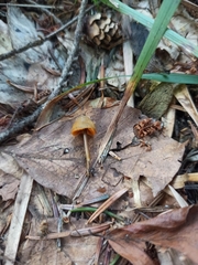 Mycena aurantiomarginata