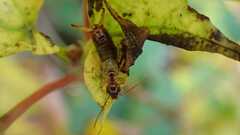 Apterygida albipennis