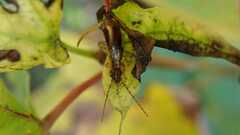 Apterygida albipennis