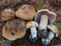 Phlegmacium reverendissimum