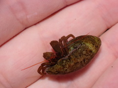 Pagurus granosimanus