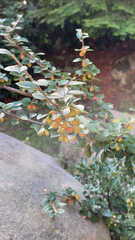 Cotoneaster simonsii