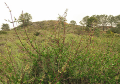 Lonicera subspicata denudata