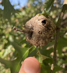 Callirhytis quercuscornigera