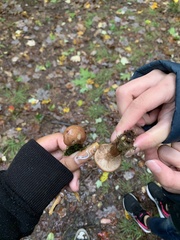 Tricholoma fulvum