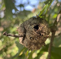Callirhytis quercuscornigera