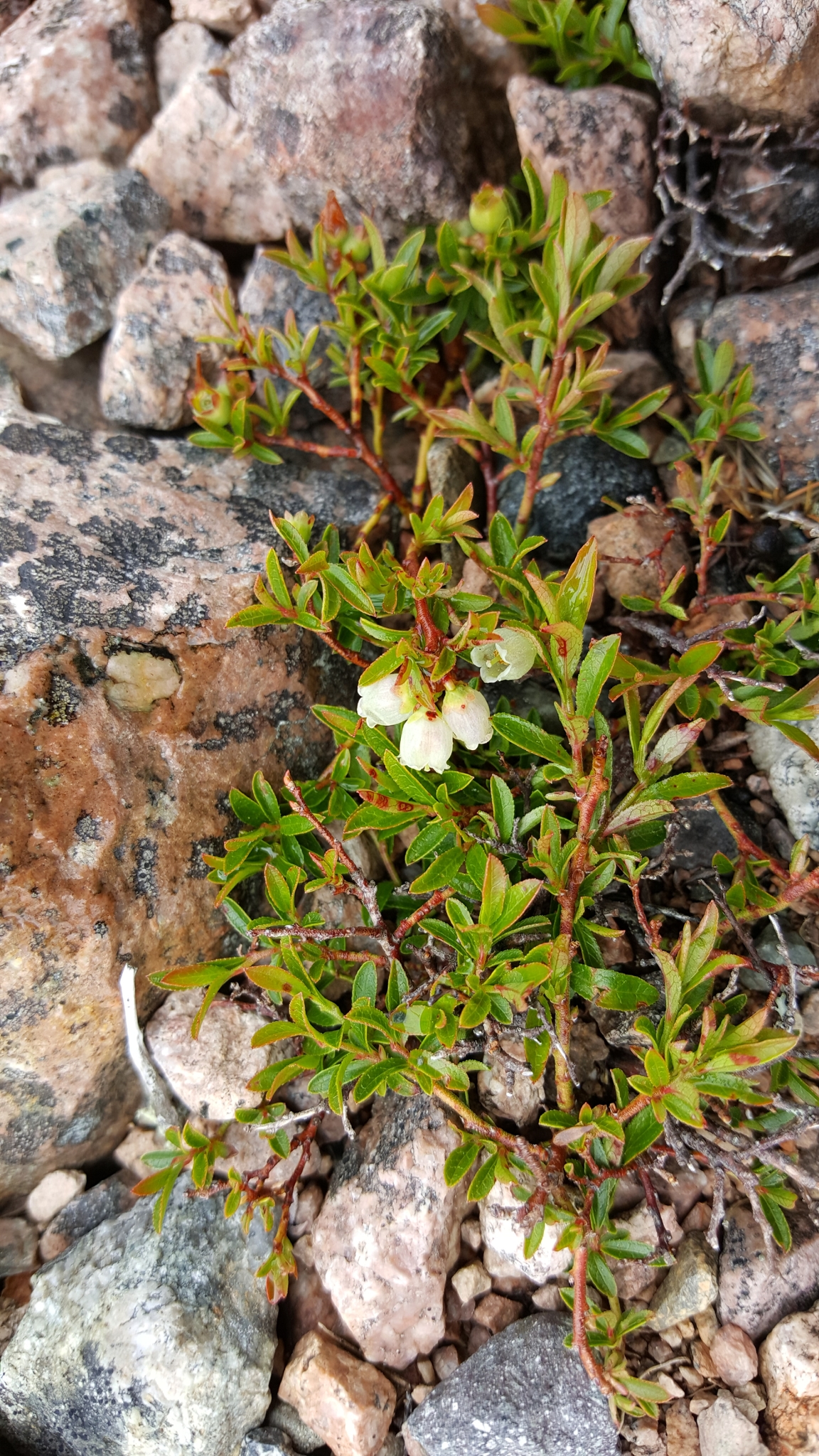 Vaccinium boreale