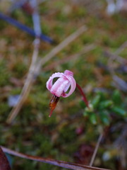 Vaccinium oxycoccos