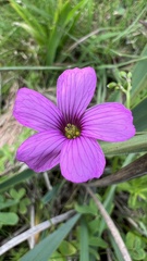 Oxalis articulata