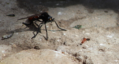 Archilestris magnificus