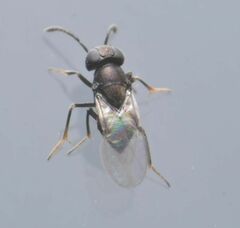 Anagyrini