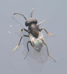 Anagyrini