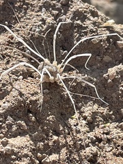Opiliones