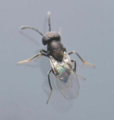 Anagyrini
