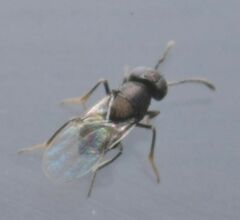 Anagyrini