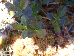 Vaccinium cespitosum