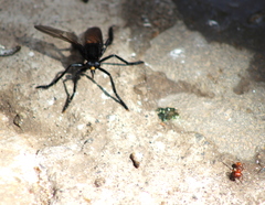 Archilestris magnificus