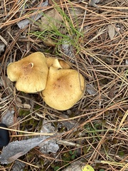Tricholoma equestre