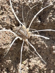 Opiliones