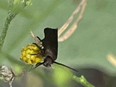 Acoloithus falsarius