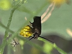 Acoloithus falsarius