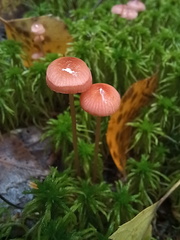 Mycena rosella