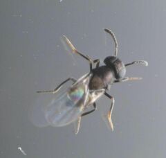 Anagyrini