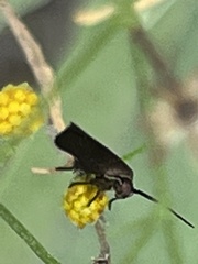 Acoloithus falsarius