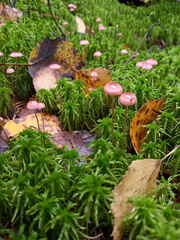Mycena rosella