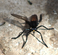 Archilestris magnificus