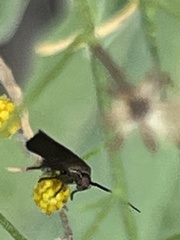 Acoloithus falsarius