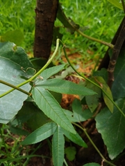 Passiflora tarminiana