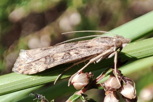 Nomophila noctuella
