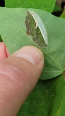 Macrosaccus morrisella