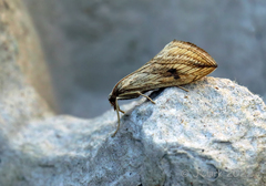 Evergestis forficalis