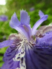 Iris tectorum