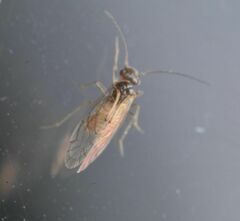 Lachesilla