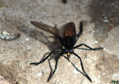Archilestris magnificus