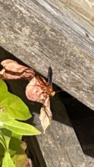 Polistes rubiginosus