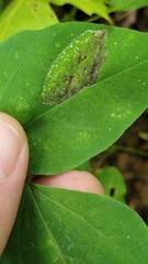 Macrosaccus morrisella