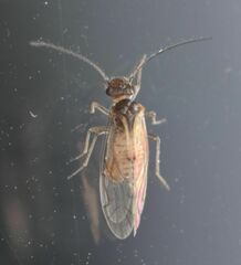 Lachesilla
